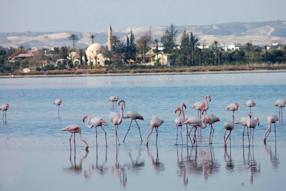 Villa The White House Larnaca Esterno foto